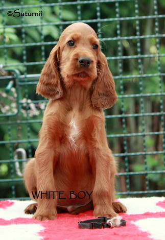 New pictures of our Sweet Sixteen Irish Setter puppies - SATURNII CARTOON'S  GUN DOGS SINCE 1983
